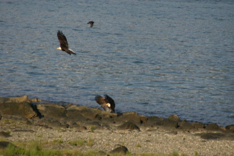 062404 Haines AK (10071)